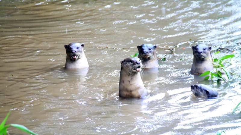 นากน้ำจืด