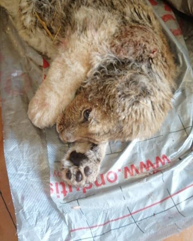 ทารุณกรรมสัตว์