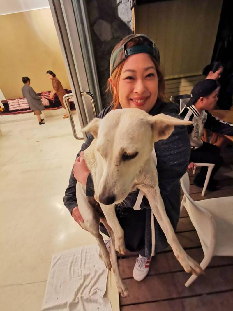 สุนัขทรงเลี้ยง