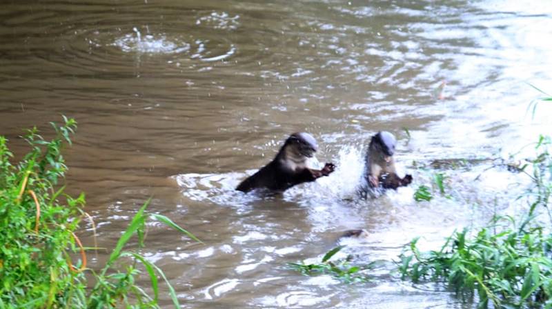 นากน้ำจืด