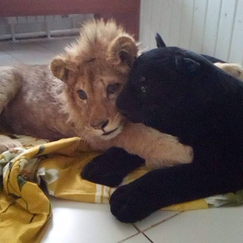 ทารุณกรรมสัตว์