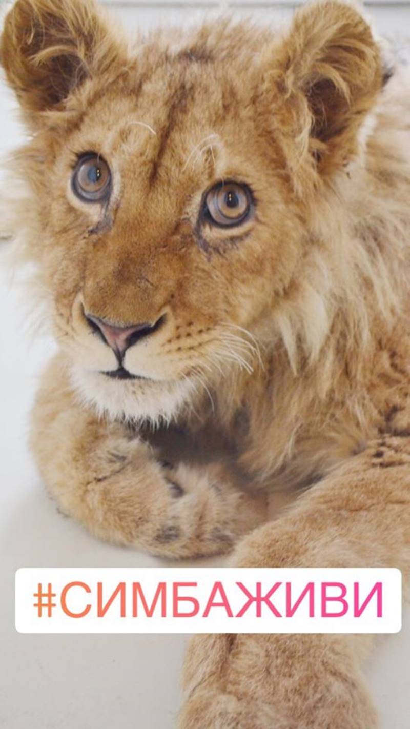 ทารุณกรรมสัตว์