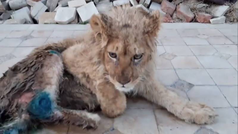 ทารุณกรรมสัตว์