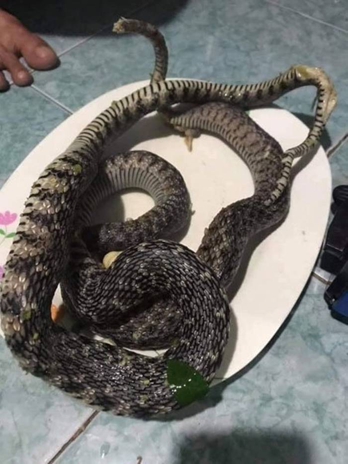 เมนูเปิบพิศดาร