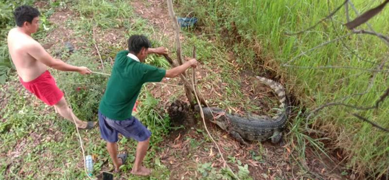 จระเข้หลุดจากฟาร์ม