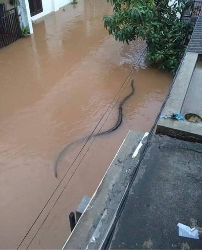 งูหนีน้ำ