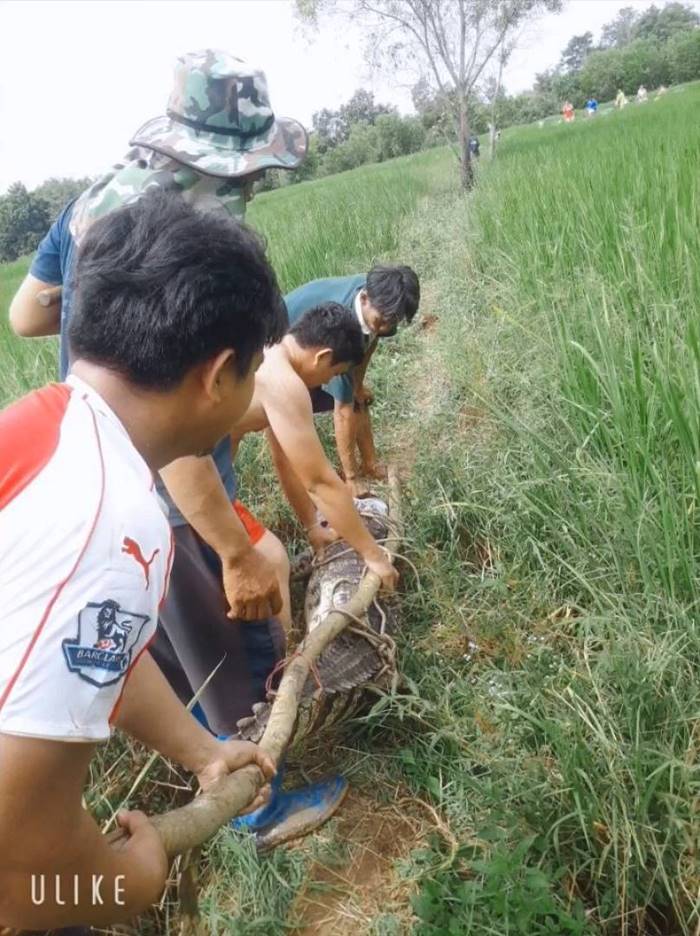 จระเข้หลุดจากฟาร์ม