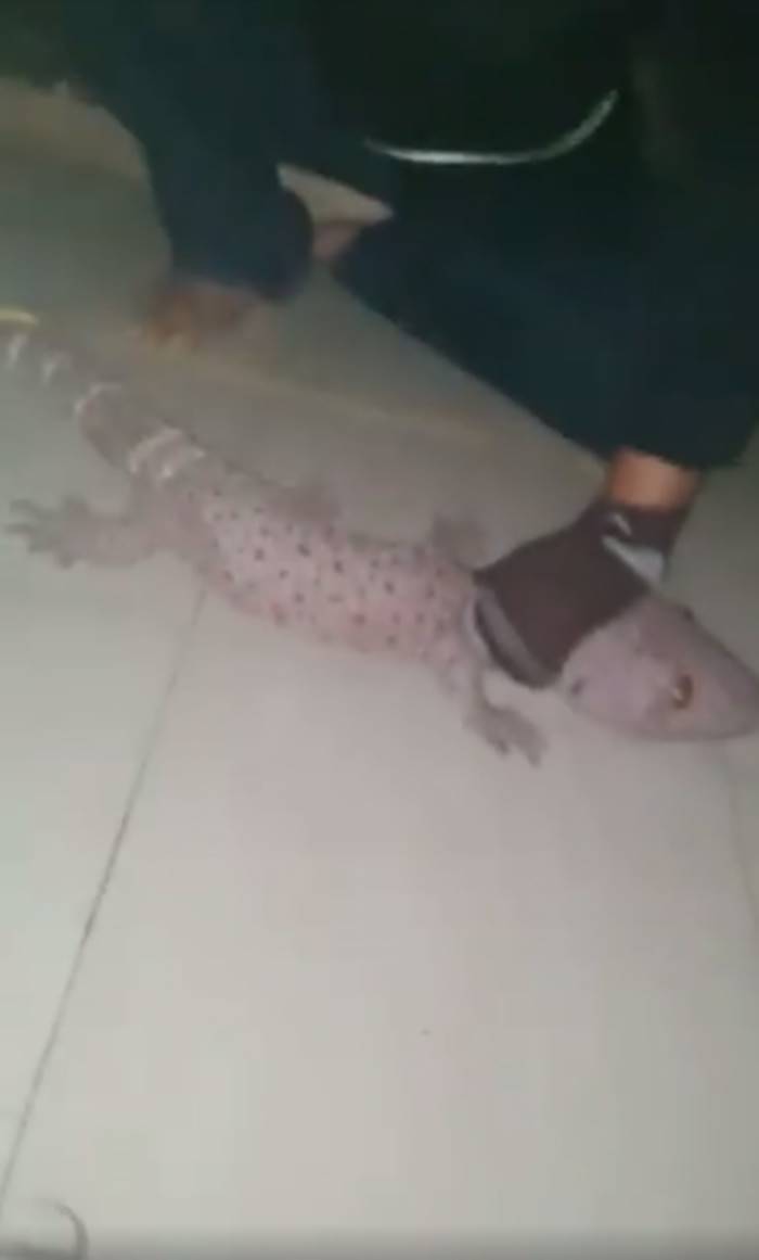 ตุ๊กแกยักษ์