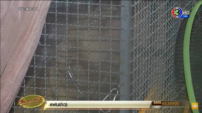 หมาพิตบูล