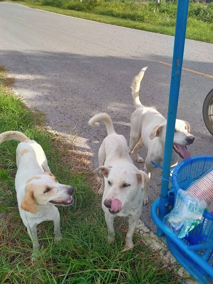 ไอศกรีมรถเข็น