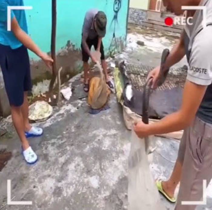 งูเห่าในที่นอน