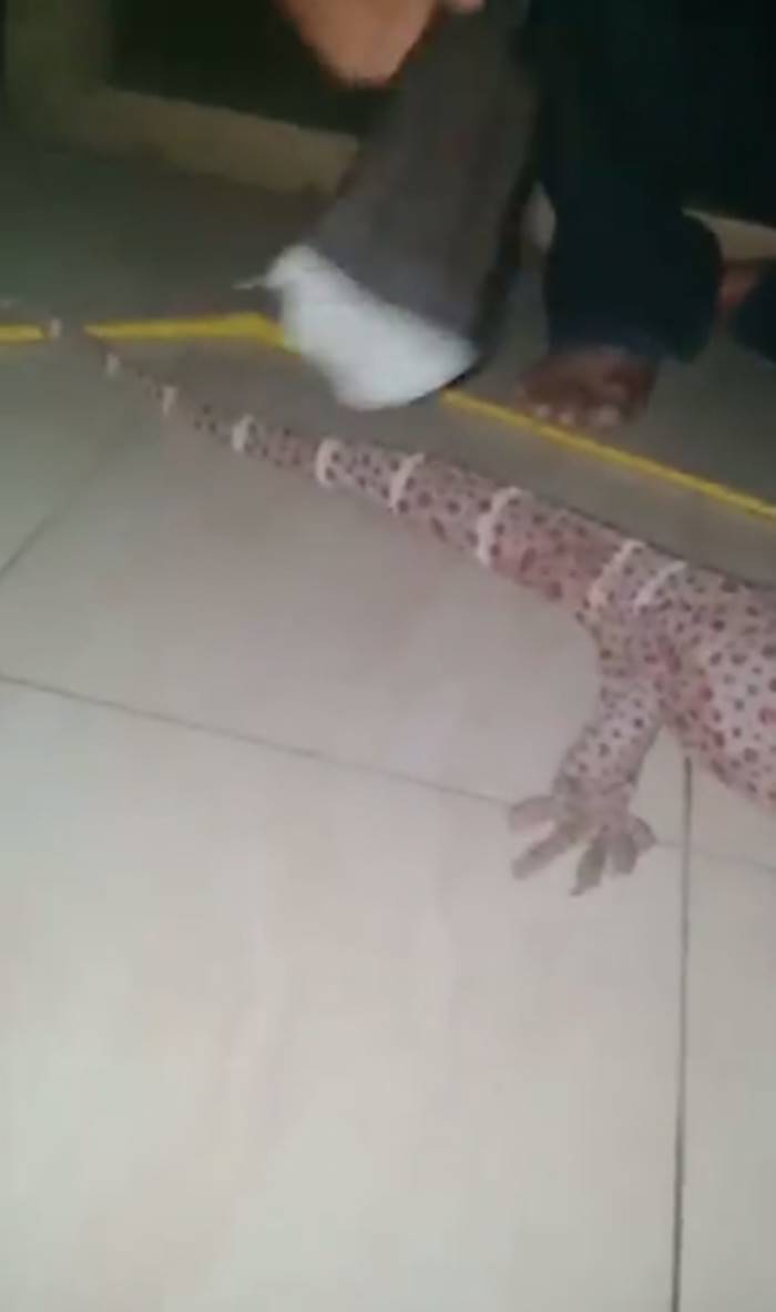 ตุ๊กแกยักษ์