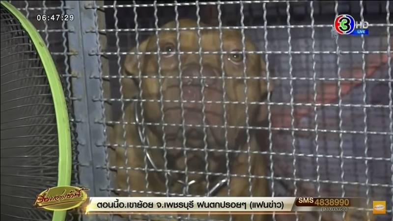 หมาพิตบูล