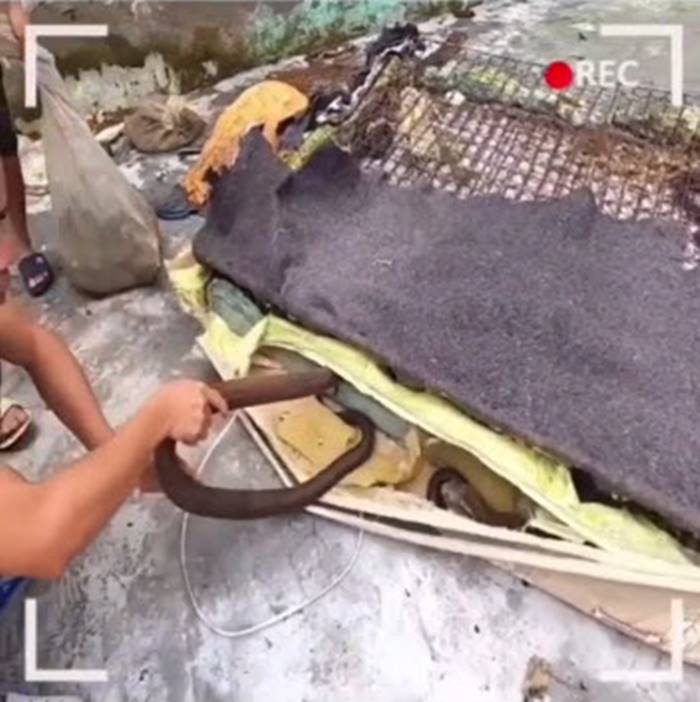 งูเห่าในที่นอน