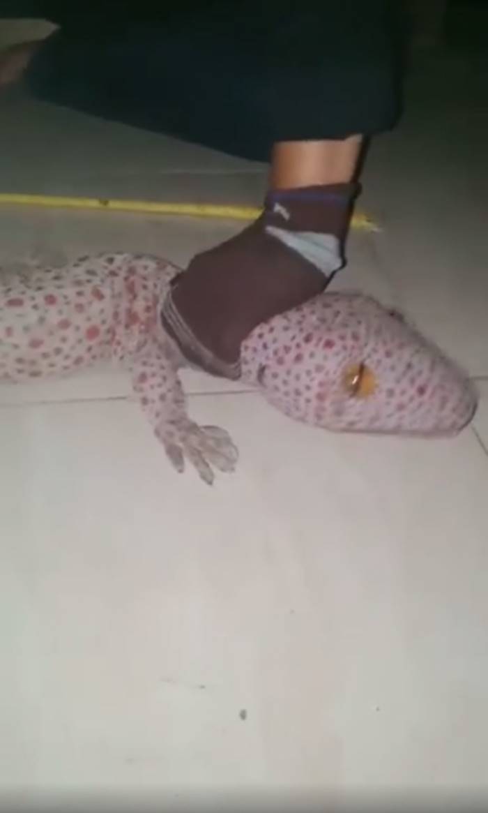 ตุ๊กแกยักษ์