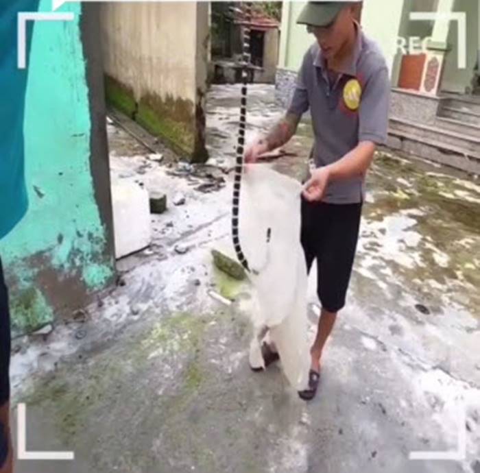 งูเห่าในที่นอน