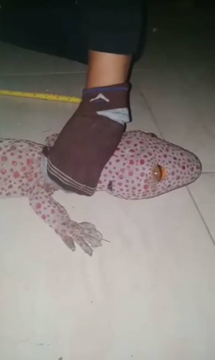 ตุ๊กแกยักษ์