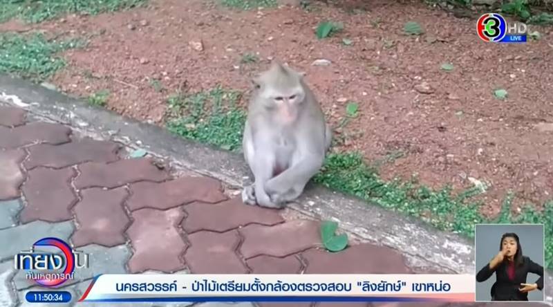 พญาวานร