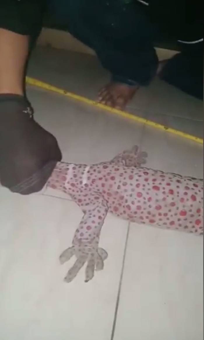 ตุ๊กแกยักษ์