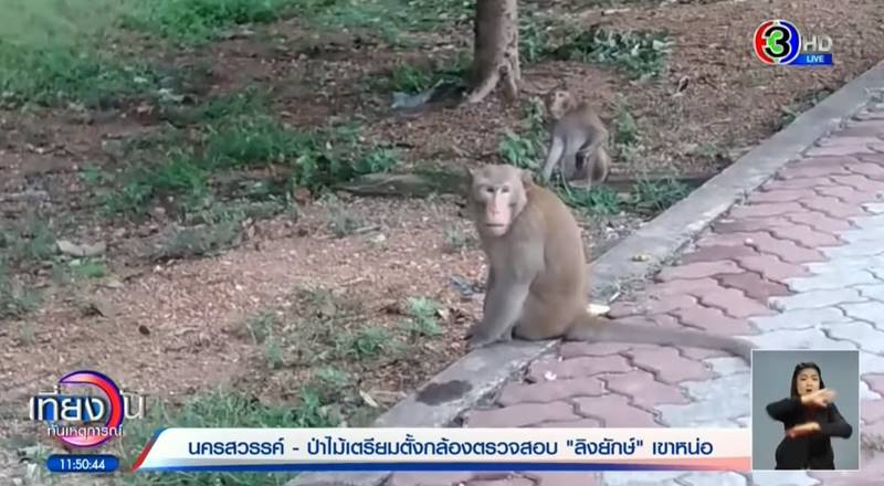 พญาวานร