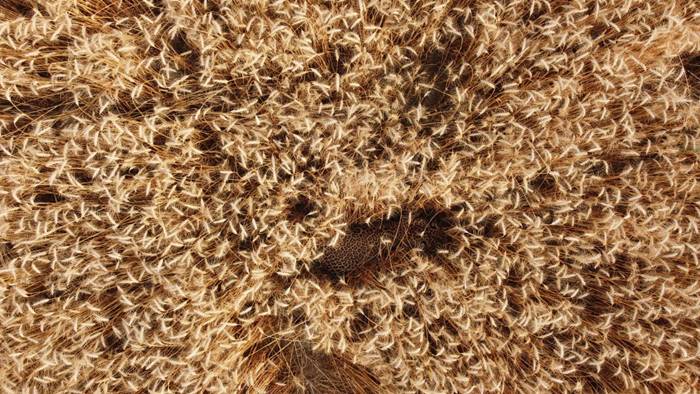 ภาพปริศนา