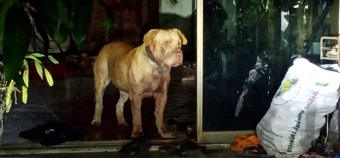 พิตบูลกัดคน