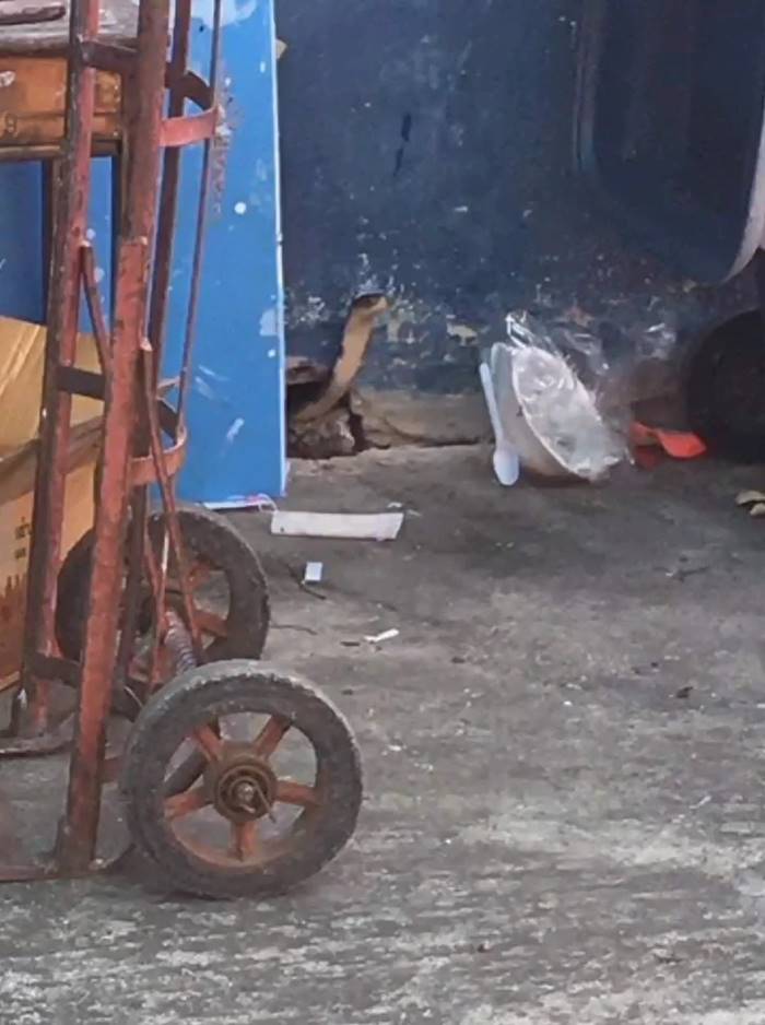 งูเข้าโรงเรียน