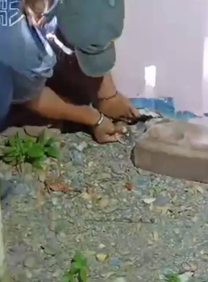 งูเข้าโรงเรียน