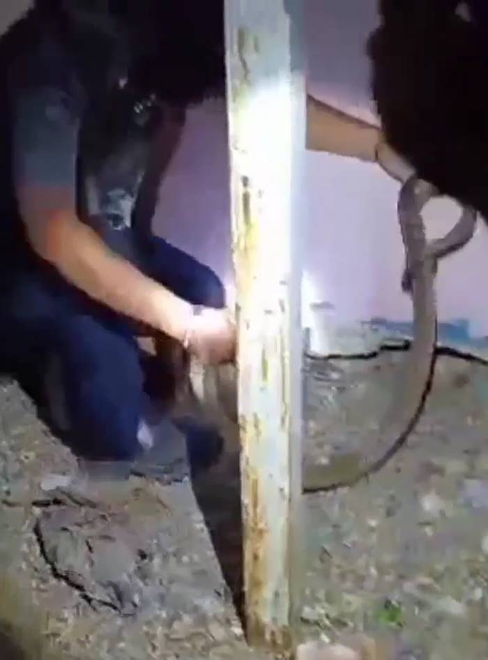 งูเข้าโรงเรียน