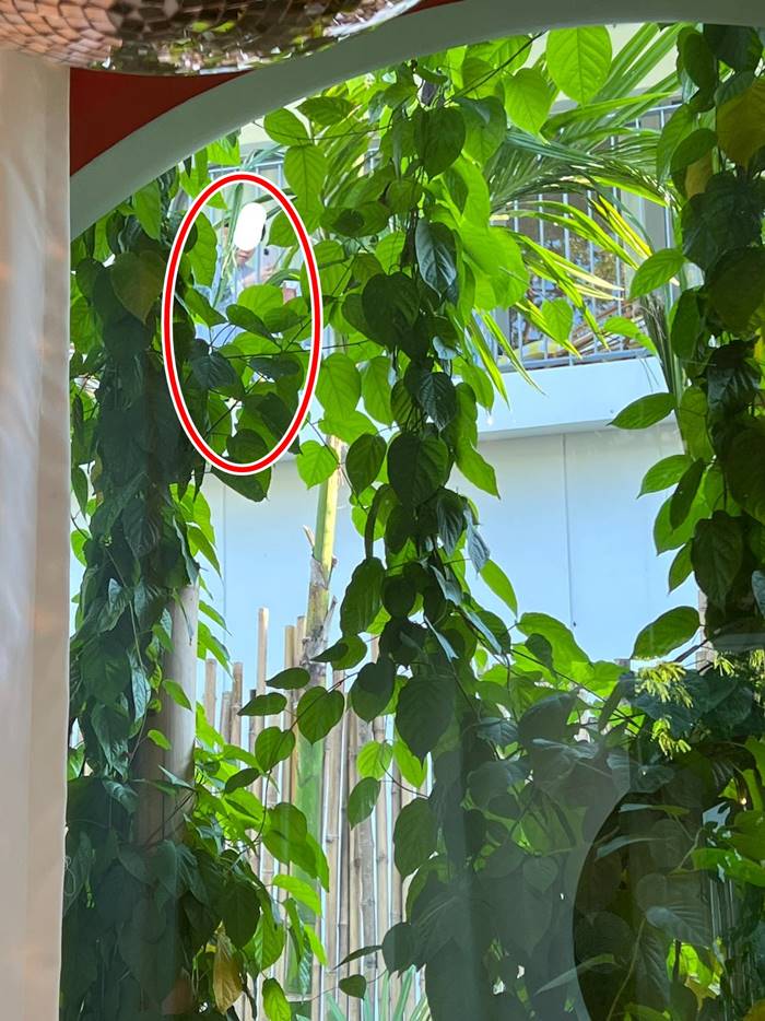 พูลวิลล่า