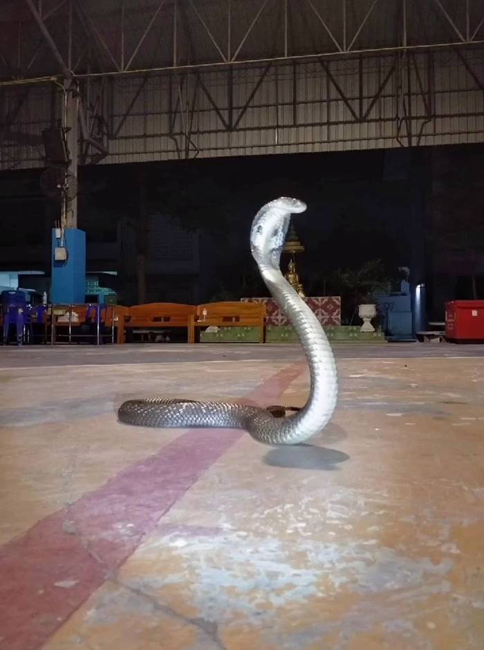 งูเข้าโรงเรียน