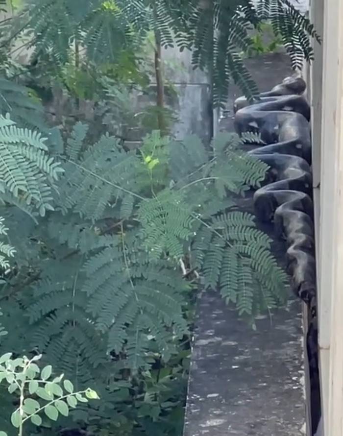 งูยักษ์คลองสามวา