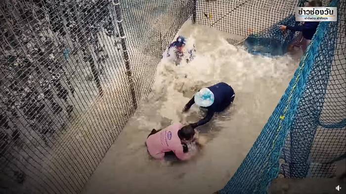 ฉลามกัด