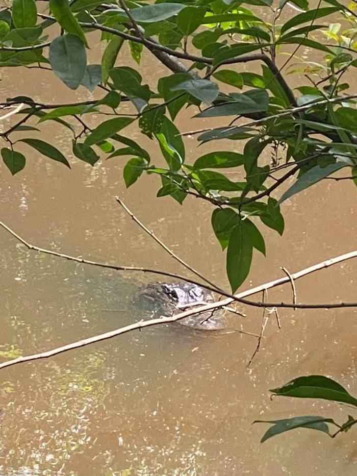 จระเข้กินคน