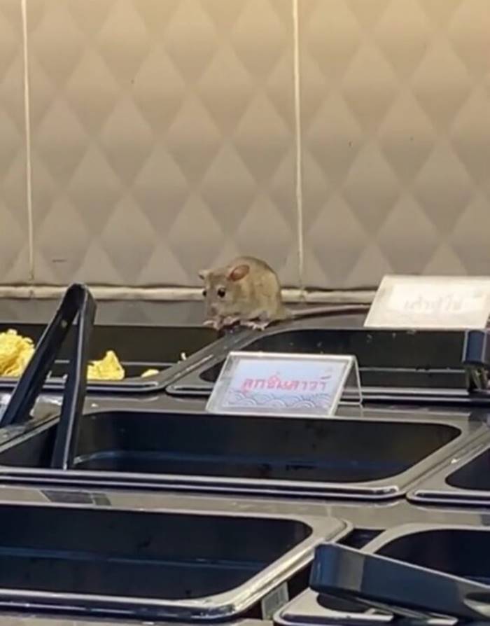 หนูในร้านอาหาร