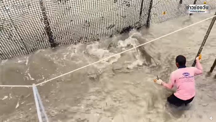 ฉลามกัด