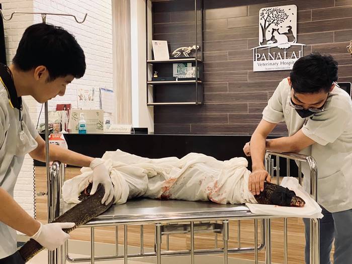 เหี้ยฏู่