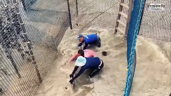 ฉลามกัด