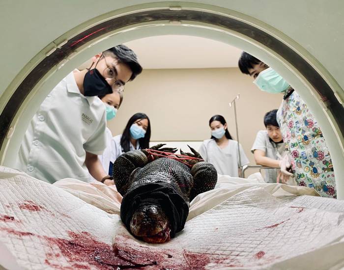 เหี้ยฏู่