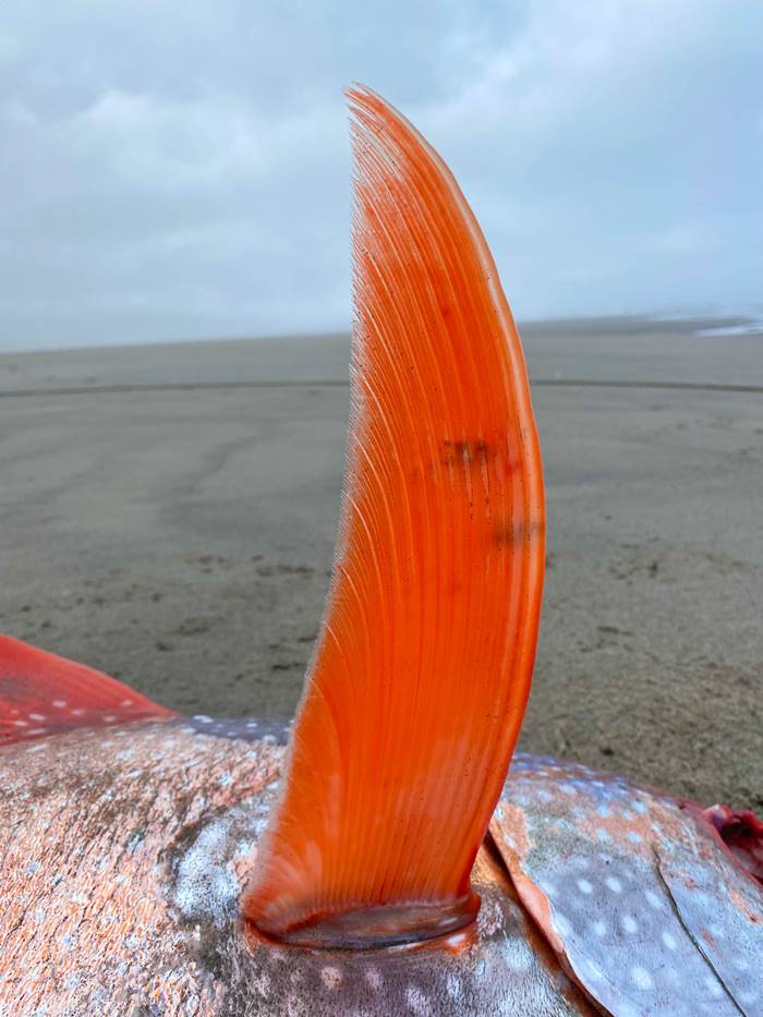 ปลาประหลาด