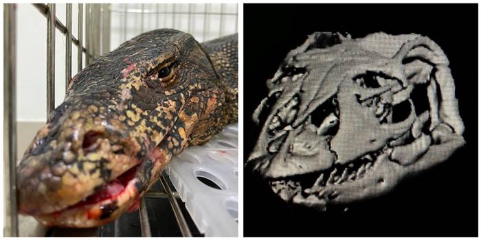 เหี้ยฏู่