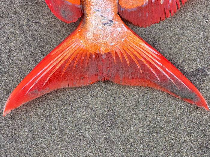 ปลาประหลาด