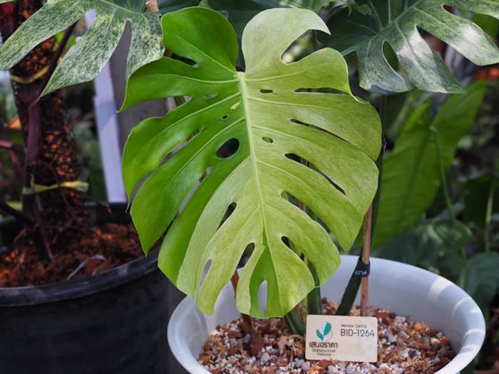 ต้นมอนสเตอร่า