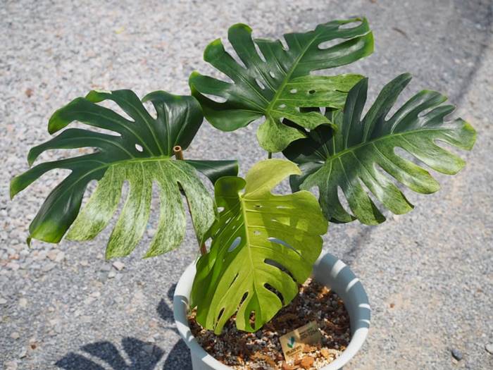 ต้นมอนสเตอร่า