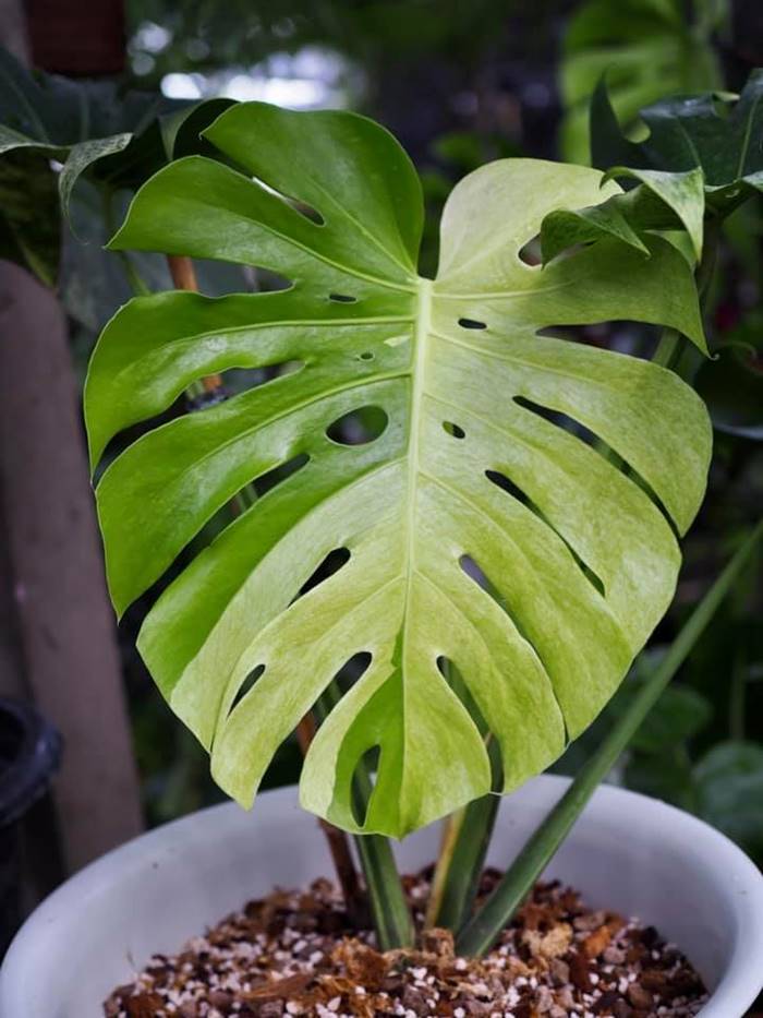 ต้นมอนสเตอร่า