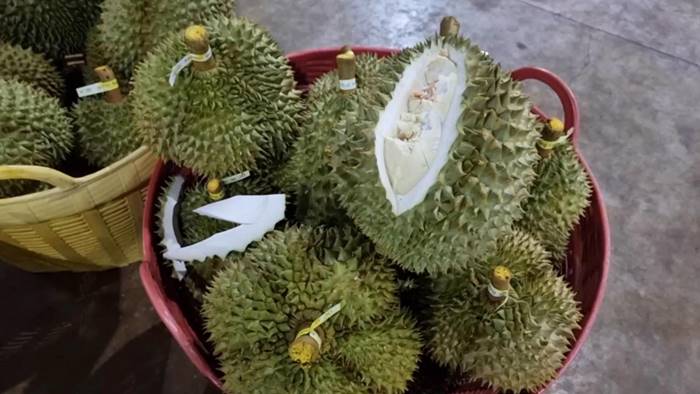 ล่อซื้อทุเรียนอ่อน