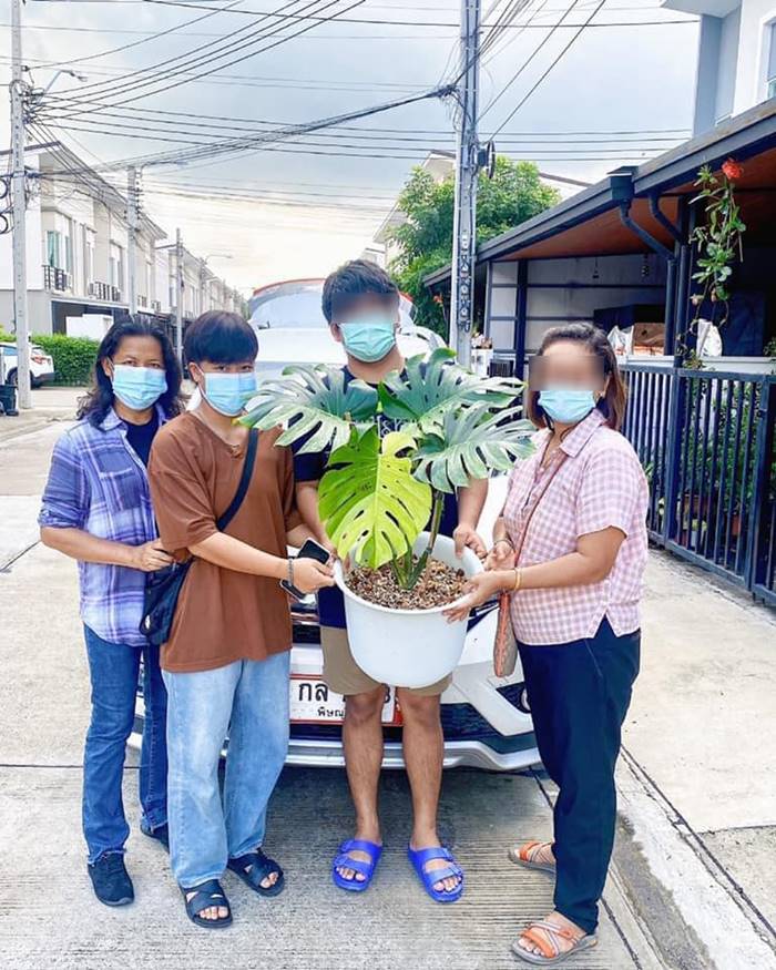 ต้นมอนสเตอร่า