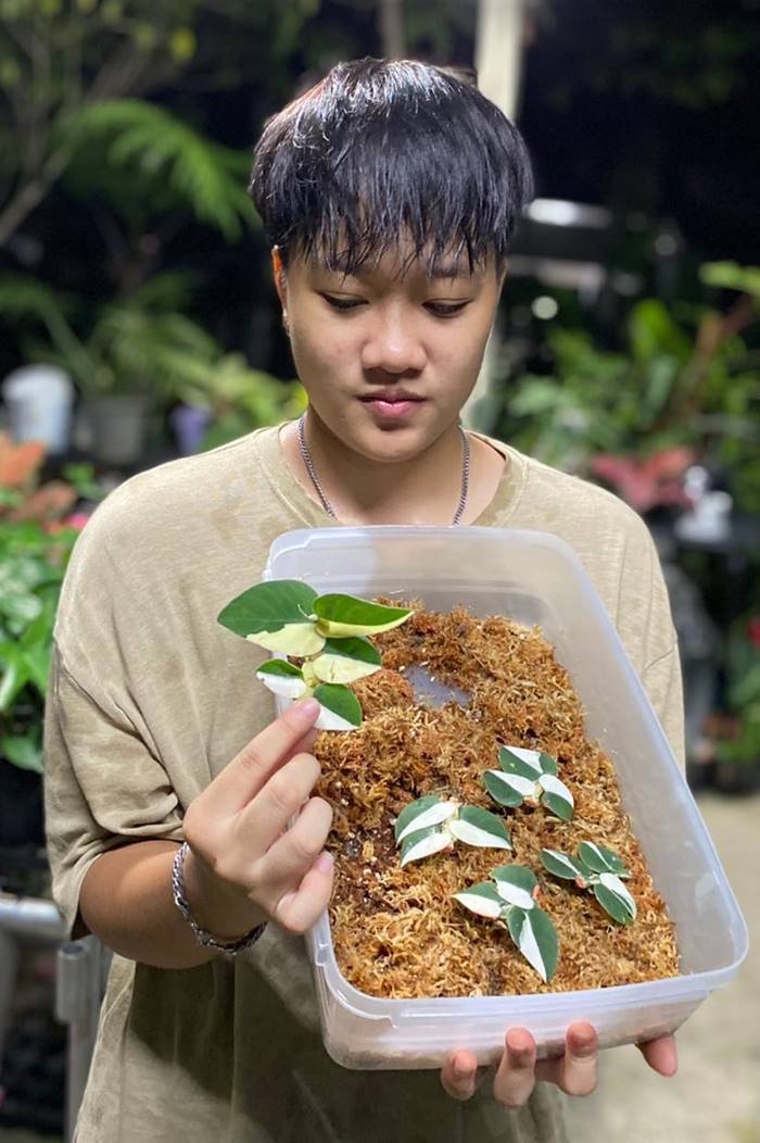 ต้นมอนสเตอร่า