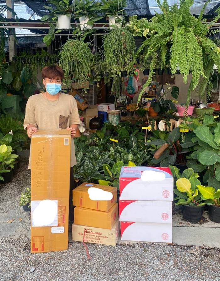 ต้นมอนสเตอร่า