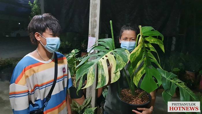 ต้นมอนสเตอร่า